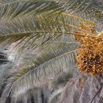 ۵۰ عکس با کیفیت از درخت نخل و خرما