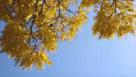 کلیپ برگ های درختی زرد