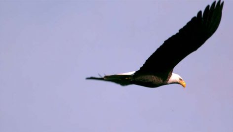 کلیپ آهسته پرواز عقاب
